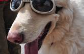 Cão usa 'doogles' (dog + googles) em rua de Santa Fé, no Novo México - Estados Unidos